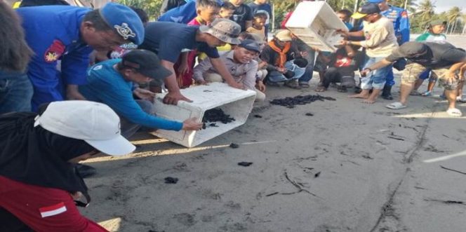 
					250 Tukik Dilepas di Pantai Mampie, DLH Sulbar Dorong Gerakan Konservasi Pesisir